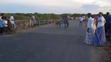 மணமேல்குடி: தட்டான் வயல் முனீஸ்வரர் மாசி மக திருவிழாவை முன்னிட்டு மாட்டுவண்டி இயல்பை பந்தய போட்டிகள் வெகு சிறப்பாக நடைபெற்றது