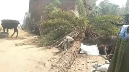 महागामा गुदीया डकैत्ता में रविवार रात 9 बजे अचानक आंधी तूफान आने से एक खजूर का पेड़ घर पर गिरा #rameshyadav