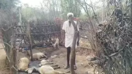 பர்கூர்: மந்தகாளிக்கனூர் பகுதியில் மர்ம விலங்குகளின் தாக்குதல்: 15 செம்மறி ஆடுகள் உயிரிழப்பு