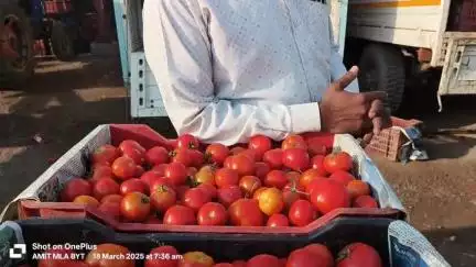 आज भाटापारा सब्जी मंडी में टमाटर 80 रू करैत बिक्री हुआ है आपका अपना सब्जी मंडी भाटापारा
