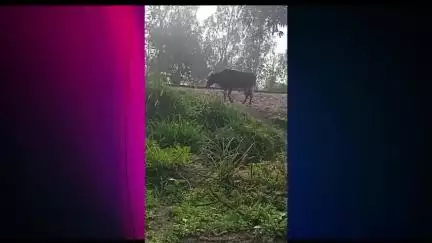 गायो को खुला छोड़ने वालो पर हो कार्यवाही
BSCP, BMKS