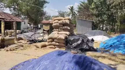 துறையூர்: துறையூர் அருகே அரசு நேரடி நெல் கொள்முதல் நிலையத்தில் முறையாக  நெல்லை கொள்முதல் செய்யாமல் அதிகாரிகள் அலைகளிக்க வைப்பதாக விவசாயிகள் வேதனை