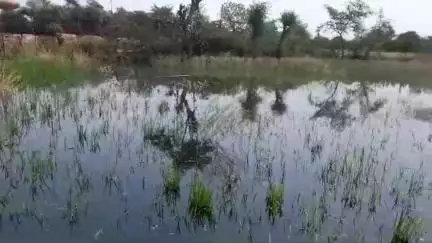mata maha kali ground sharma kaloni gosalpur