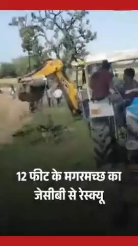 #ललितपुर- 12 फीट लंबा विशालकाय मगरमच्छ गेहूं के खेतों में मिला, बुलडोजर ने किया #news #UttarPradesh #NewsUpdate #watch