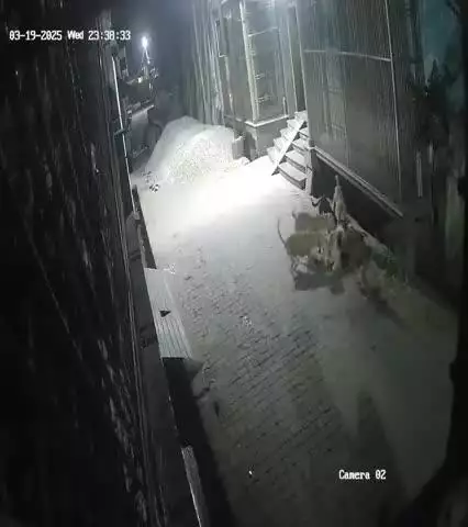 kutto ka aatank
radha krishna street near gauri shankar mandir ka video h
7-8 kutto ne 1 calf ko maar dala