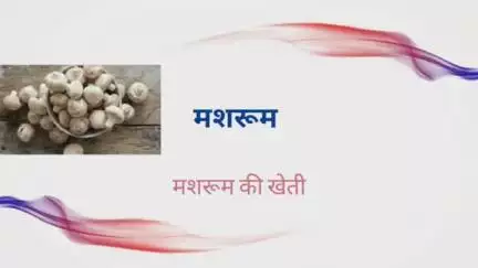 mushroom #farm #training #trend #faridabad #india #indian #delhi #news #gorakhpur #gola #ballabhgarh #palwal #mau #