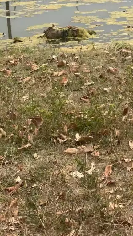 Nawabganj thana chetra ke pass ekk lash milne se maccha hadkap