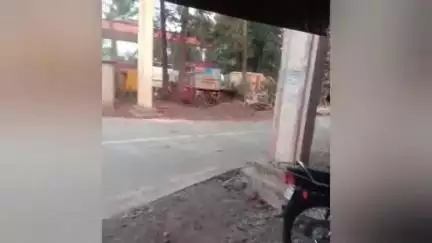 गगनबावडा रोड मरळी फाटा येथे भरवस्तीत गवा. नागरिकांची तारांबळ