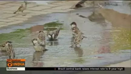 DD REPORT ON SPARROW #BIRD #FARIDABAD #फरीदाबाद #palwal #dabua #delhi #ncr #gorakhpur #india #gola #mau #viral #trend