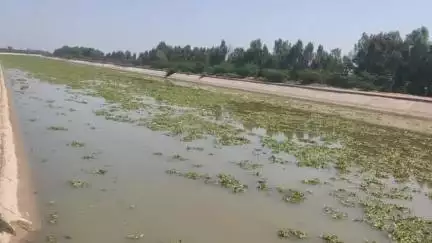 टिब्बी: इंदिरा गांधी नहर में बहकर आ रही केलिया बनीं परेशानी का सबब, लोगों ने केलिया निकालने की मांग की #jansamasaya