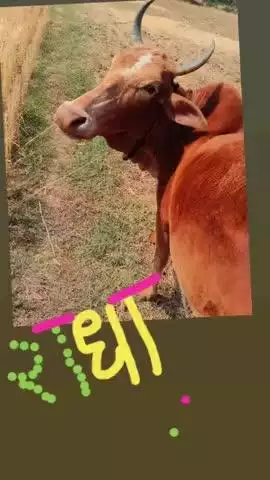 indian Cow very beauty full