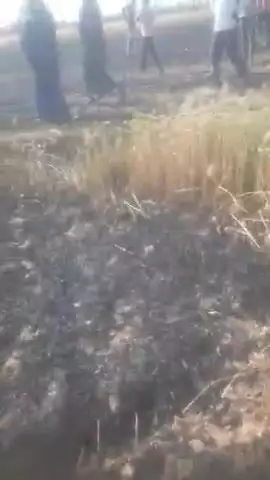 बमनोरा दलीपुर मे गेहूं के खेत लगी आग सारी फसल बर्बाद