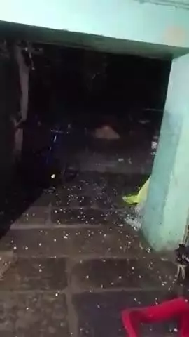 Madhuban Kala gram panchayat Girvani rat 9 baje tej aadhi ke sath ole gire  aam nibu sabji ki fhasal caupat