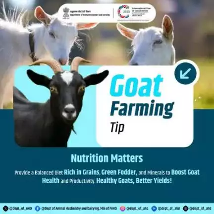 Goat Farming Tip #2: Nutrition Matters

Feed them well, watch them thrive! 
A balanced diet of grains, green fodder, and minerals boosts goat health and productivity. 
Healthy goats, better yields!