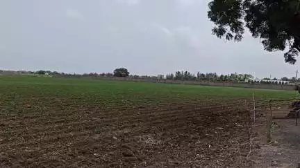 જોડિયા: ખેડુતો પાસેથી ઘઉંની ટેકાના ભાવે ખરીદી માટે નોંધણીની સમયમર્યાદા લંબાવાઈ, યાદી જાહેર કરાય