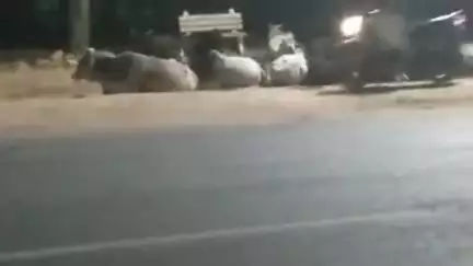 सोनहत: चर्चा बस स्टैंड के पास गाय के झुंड से दुर्घटना होने से बाइक चालक बचा।