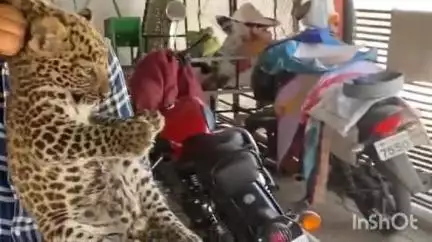 राहाता: लोणी येथील आहेर वस्तीवरील उसाच्या शेतात आढळून आले बिबट्याचे बछड