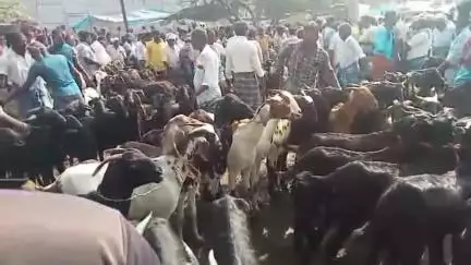 பர்கூர்: யுகாதி,ரம்ஜான் பண்டிகையை யொட்டி ஒரப்பம் ஆட்டு சந்தையில் ஆடுகள் விற்பனை தீவிரம்: வெளி மாநில வியபாரிகள் வருகை