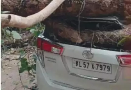 തലശ്ശേരി: തലശേരി ജില്ലാ കോടതി വളപ്പിൽ ആൽമരത്തിന്റെ കൂറ്റൻ ശിഖരം പൊട്ടി വീണ് കാർ തകർന്നു