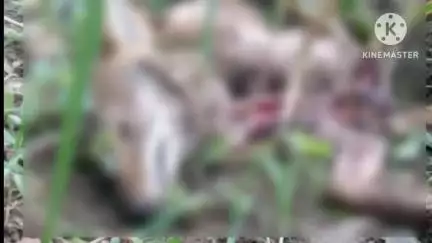 ಬೈಲಹೊಂಗಲ: ಪಟ್ಟಿಹಾಳ ಕೆಎಸ್ ಹಾಗೂ ಹೊಳಿಹೊಸುರ ಗ್ರಾಮದ ರೈತರ ಜಮೀನಿನಲ್ಲಿ ಚಿರತೆ ಪ್ರತ್ಯಕ್ಷ, ಆತಂಕದಲ್ಲಿ ಜನರು
