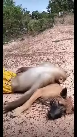 बंदर और कुत्ते का वीडियो हो रहा है वयरल  #monkey