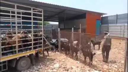 மாதவரம்: மாதவரம் மாட்டுச்சந்தையில் ரமலான் பண்டிகையை முன்னிட்டு கொண்டு வந்த ஆடுகள் குறைவான அளவில் விற்பனையானதால் வியாபாரிகள் கவலை