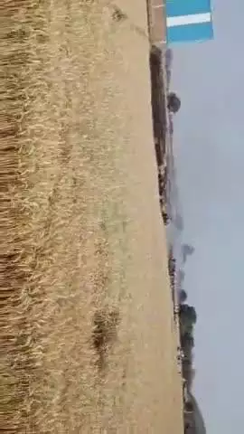 भीषमपुर में गेंहू की फसल में लगी भीषण आग..