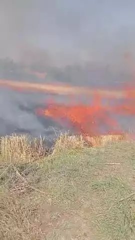 केसली के ग्राम उमरिया उदयपुर में बिजली फॉल्ट होने से गेहूं के खेत में लगी आग 2 एकड़ का रकवा, पाइप लाइन जल कर खाक।