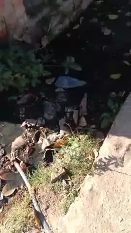 गोहदी वार्ड न 16 में नाला ओवर होने से आराही है परेशानी माता के मंदिर में जा सकता है गंदा पानी