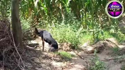 बेजुबान का दर्द: टूटी कमर, अब डॉक्टर करेंगे इलाज!"
 * "दर्द से तड़पता डॉगी! देखिए कैसे होगा इलाज"
 * "क्या ये डॉगी फि
