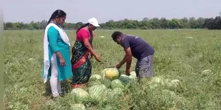 ஊத்துக்கோட்டை: பூண்டி தர்பூசணி ஊசி போட்டு பழுக்க வைக்கப்படுகிறதா தோட்டக்கலைத்துறை அதிகாரி ஆய்வு