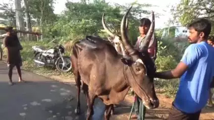 சேரன்மகாதேவி: பாப்பாக்குடியில் மாட்டு வண்டி குதிரை வண்டி பந்தயம் நடைபெற்றது