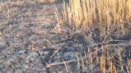 ग्राम बैधपुरा में एक खेत में लगी भीषण आग