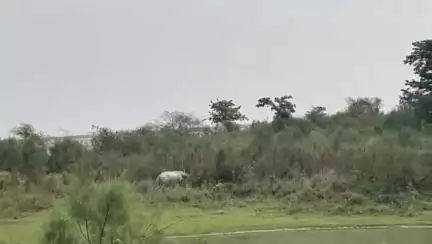 ঢকুৱাখানা ভাগ: ঢকুৱাখনাৰ মাটমৰাত এটা গড়ৰ মুক্ত বিচৰণ, নিৰাপদ স্থানলৈ নিয়াৰ চেষ্টা অব্যাহত বন বিভাগৰ দলৰ
