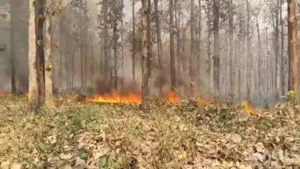 খড়িবাড়ি: পানিটাংকি এলাকার টুকুরিয়া ঝাড় জঙ্গলে আগুন, ঘটনাস্থানে বনকর্মীরা