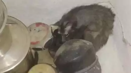 छुईखदान के ग्राम सड़क अतरिया में ऊदबिलाव विभाग ने मां सहित 6 बच्चों को एक घर से सुरक्षित पकड़ा