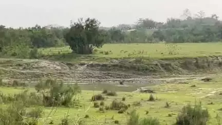 ঢকুৱাখানা ভাগ: মাটমৰাত বিচৰণ কৰি ফুৰা গঁড়টোক নিৰাপদ স্থানলৈ খেদি পঠিয়ালে বনবিভাগৰ দলে