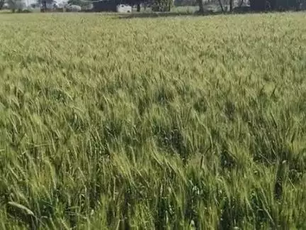 इंदरगढ़ नगर में रवि की फसल इस साल काफी अच्छी लहराती हुई किसानों के चेहरे पर छाई खुशी चाहिए #news #kisan