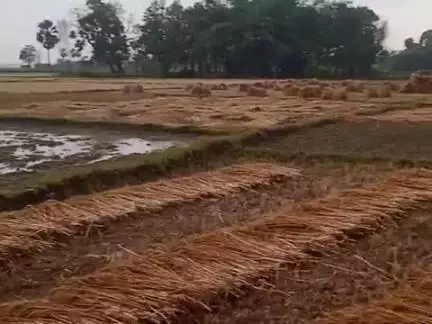 bhalura aurai  barish hone ke karn barbadi