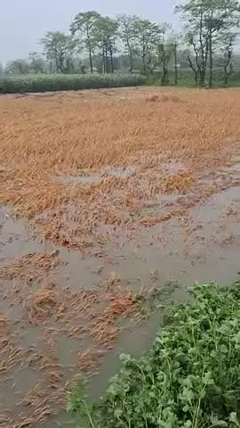 बेलौखरा bihar सुपौल Belokhra