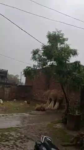 आज बोझी में बहुत तेज गति से हवा चली और भारी बारिश से किसान की ##news_live 🌾 फसल बर्बाद हो गई है #newsactionnetwork021