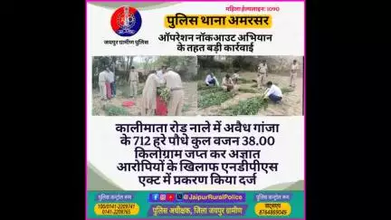 पुलिस थाना #अमरसर ने 38.00 किलोग्राम गांजा के हरे पौधे किए जप्त।