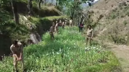 पुरोला: पुलिस ने बिजौली-सेमलसारी क्षेत्र में 15 नाली भू-भाग पर अवैध अफीम की खेती को किया नष्ट