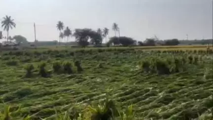 ಕಾರಟಗಿ: ಶ್ರೀರಾಮ ನಗರದ ಸುತ್ತ ಮುತ್ತಲಿನ ಗ್ರಾಮದಲ್ಲಿನ ನೂರಾರು ಏಕರೆ ಭತ್ತದ ಬೆಳೆ ಆಲಿ ಕಲ್ಲು ಮಳೆಗೆ ಹಾನಿ