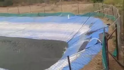 खटाव: डिस्कळ येथे शेततळ्यातून तब्बल सुमारे १२०० माशांची चोरी; पंचक्रोशीत खळबळ