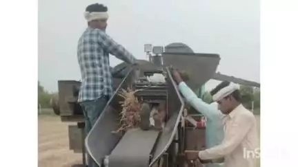 मलारनाडूंगर: मलारना डूंगर के समीपवर्ती बाढ़ बढ़ियारा गांव में फसल कटाई के दौरान थ्रेसर मशीन में आने से किसान की मौत
