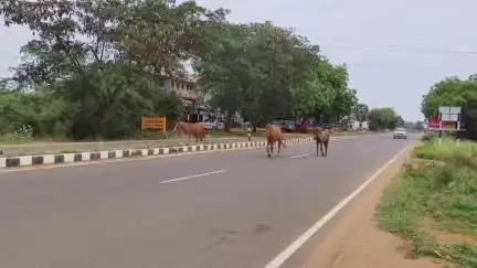 நாங்குநேரி: வள்ளியூர் சாலையில் ஓடும் குதிரைகளால் வாகன ஓட்டிகளுக்கு அச்சம், வீடியோ வைரலானது #viral