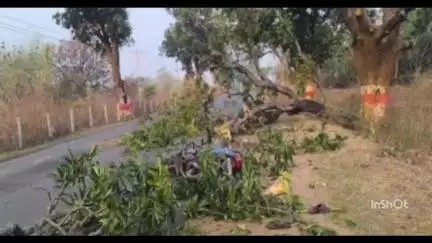 शिकारीपाड़ा थाना क्षेत्र के केसरगढ़ गांव के समीप चलती बाइक पर गिरा आम का पेड़,