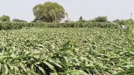 வெள்ளையூர் உள்ளிட்ட பல்வேறு பகுதிகளில் சூறைக்காற்று வீசியதில் ஆயிரம் ஏக்கர் பரப்பிலான மக்காச் சோள பயிர் சேதம் .. இழப்பீடு  வழங்க கோரிக்கை