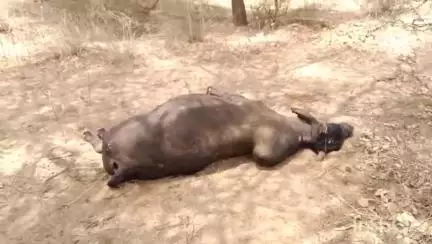 छत्तरगढ़: छतरगढ़ इलाके में जेसीबी से टक्कर मारकर की गई गोवंश की हत्या, वीडियो वायरल
